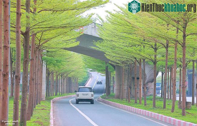 Hàng bàng lá nhỏ tại  tại nút giao Quốc lộ 5 lối lên Quốc lộ 1 đi Bắc Ninh – Bắc Giang