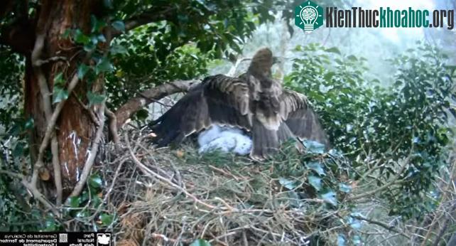 Đại bàng mẹ che chắn, bảo vệ con non.