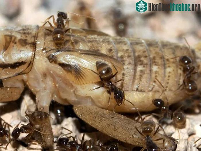 Kiến điên Tawny đang ăn một con dế.