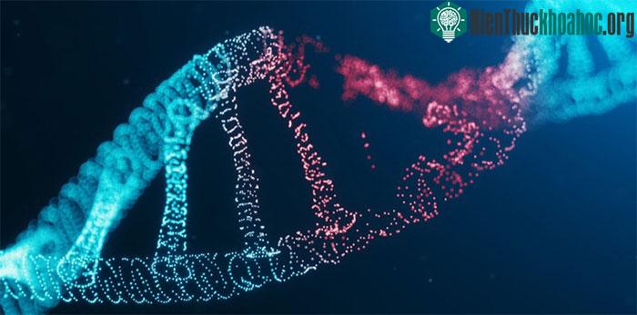 Một nhóm các nhà khoa học Mỹ hôm 31-3 đã công bố bộ gene người hoàn chỉnh đầu tiên.