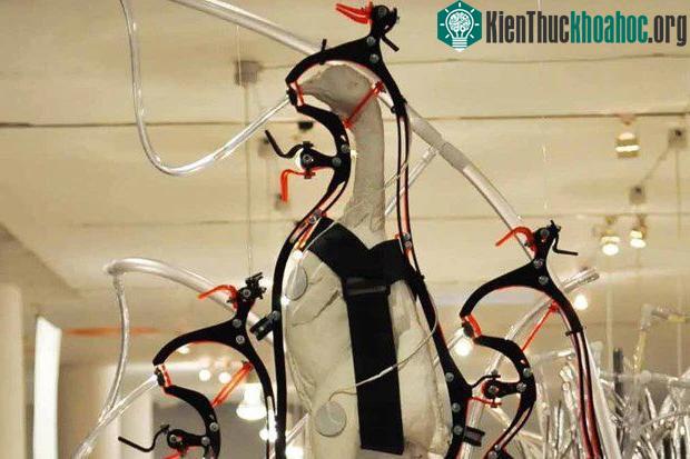 Theo mô hình này, những con gà sẽ bị loại bỏ vỏ não để chúng không thể cảm nhận được sự sợ hãi