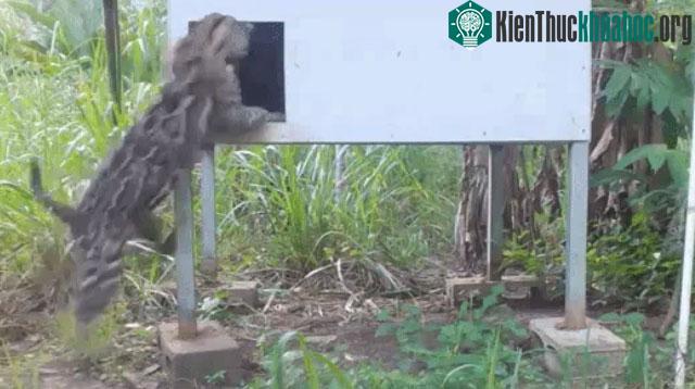 Mèo gấm đã lao vào bên trong để hạ gục con mồi