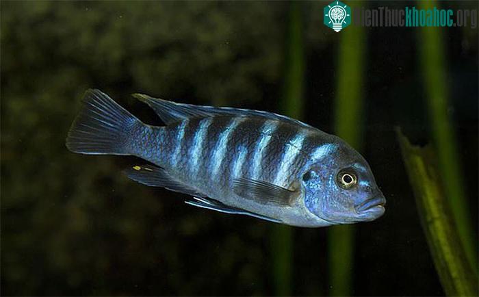 Loài cá Zebra mbuna có khả năng thực hiện phép cộng và trừ trong phạm vi 5.