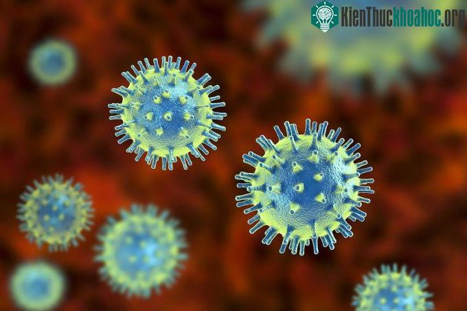 Hình ảnh hiển vi điện tử virus xâm nhập tế bào.