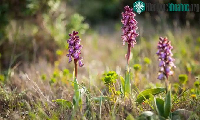 Lan khổng lồ Himantoglossum robertianum