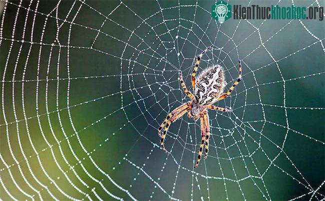 Nhện có thể "nghe" được những rung động qua chân.