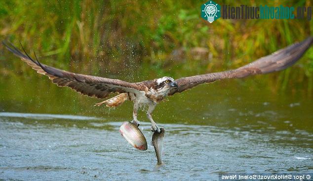 Chim ưng biển thích nghi với khả năng bắt con mồi đang di chuyển dưới dòng nước