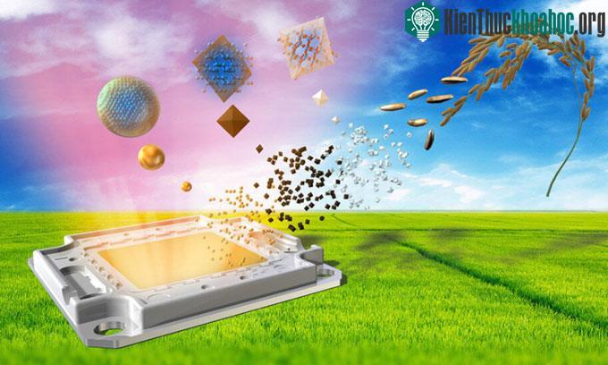 Đèn LED đầu tiên trên thế giới bằng cách sử dụng trấu và các thành phần hóa học.