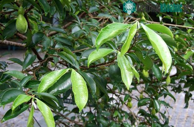 Bạch mộc hương