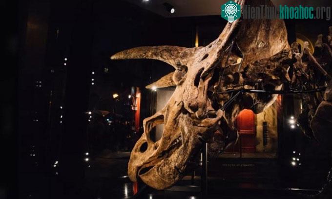 Một bên hộp sọ của Big John.