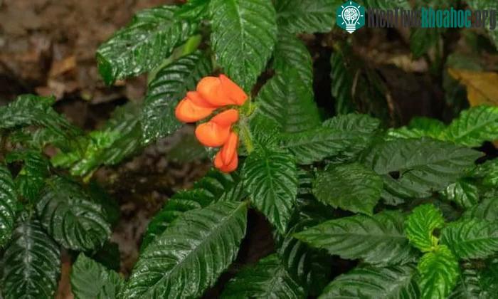 Loài hoa dại Gasteranthus extincus.