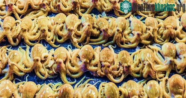 Trang trại của Nueva Pescanova có thể xuất xưởng 275.000 con bạch tuộc mỗi năm.