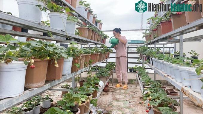 Chị Hương tưới nước cho dâu tây trên sân thượng.