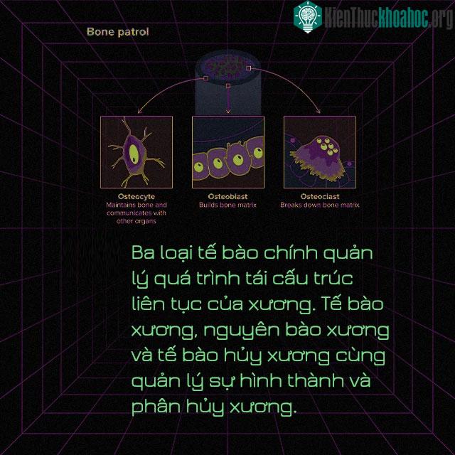 Ngôn ngữ của những bộ xương và những điều thú vị chưa biết ảnh 0