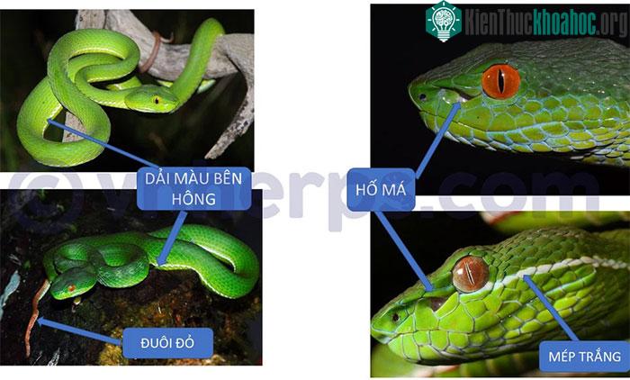 Những điểm cơ bản để phân biệt rắn lục.