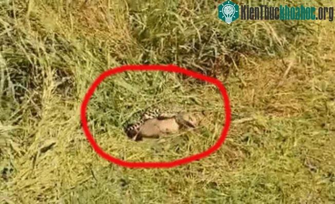 Cáo ăn cua lao ra từ bụi rậm, mèo gấm nhanh nhẹn vồ lấy con mồi.