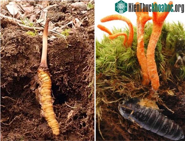 Đông trùng hạ thảo (bên trái) và nhộng trùng thảo (bên phải).