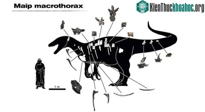 Những mảnh xương còn sót lại của Maip macrothorax ở Argentina.
