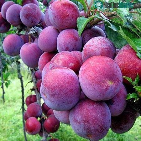 Mận có các đặc tính giúp kiểm soát lượng đường trong máu.
