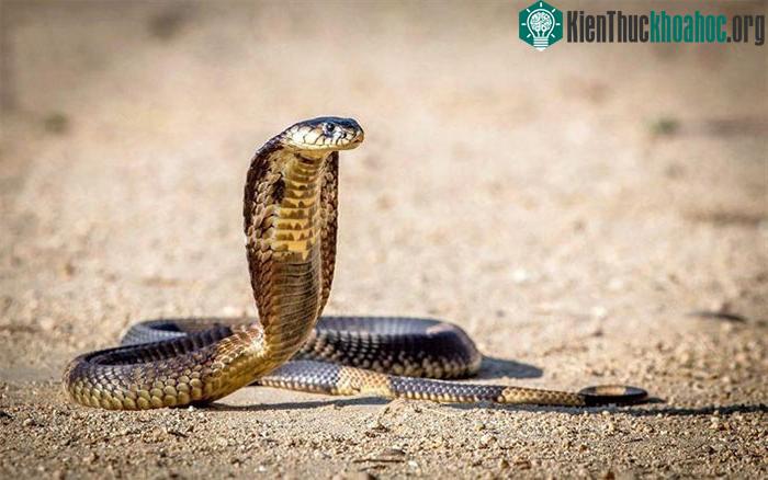 Rắn hổ mang được đưa vào danh sách loài bò sát có nguy cơ tuyệt chủng.