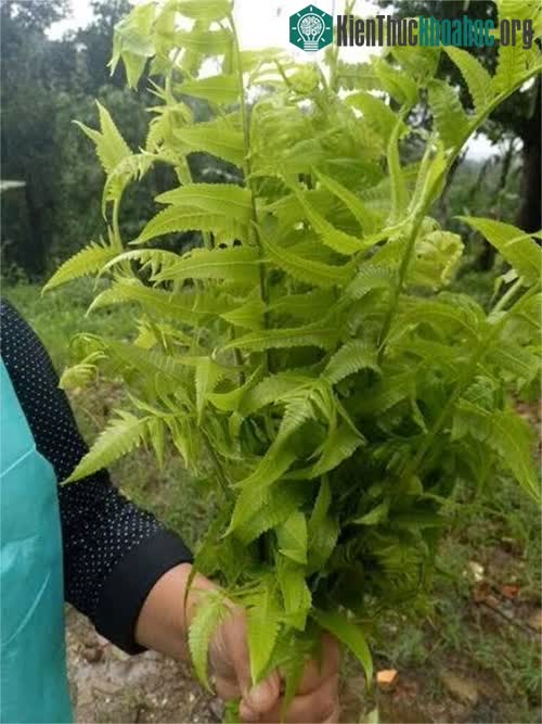 Dương xỉ chứa nhiều chất dinh dưỡng.