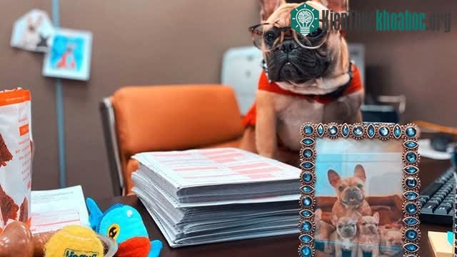 Cuộc tranh cử của Wilbur đã mang về số tiền khoảng gần 50 nghìn USD.