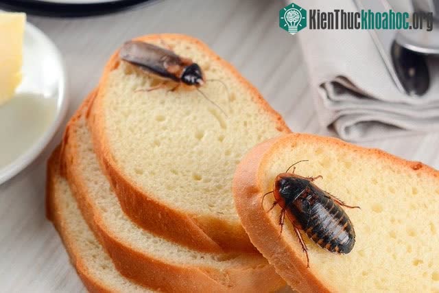 Loài gián đang hình thành những đột biến giúp chúng kháng lại thuốc xịt côn trùng ảnh 1
