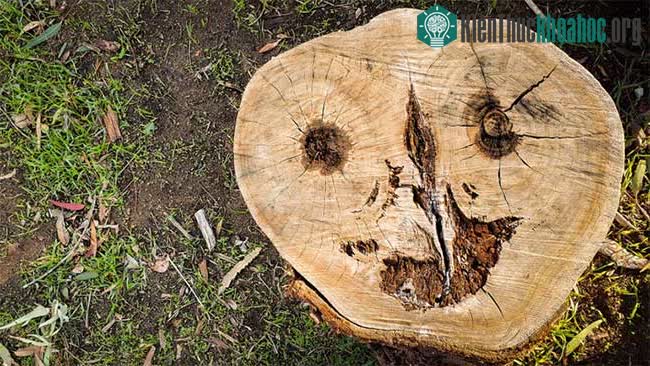Bức hình chứa thông điệp đầy ẩn ý Mẹ Trái đất gửi tới nhân loại? ảnh 1