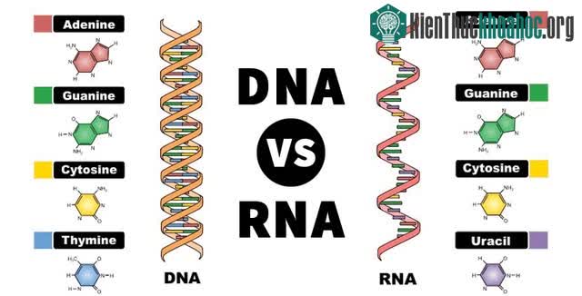 DNA vs RNA