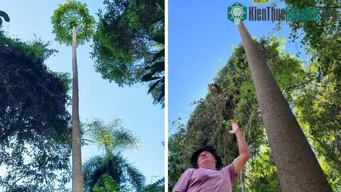Cây đu đủ cao gần bằng tòa nhà 5 tầng