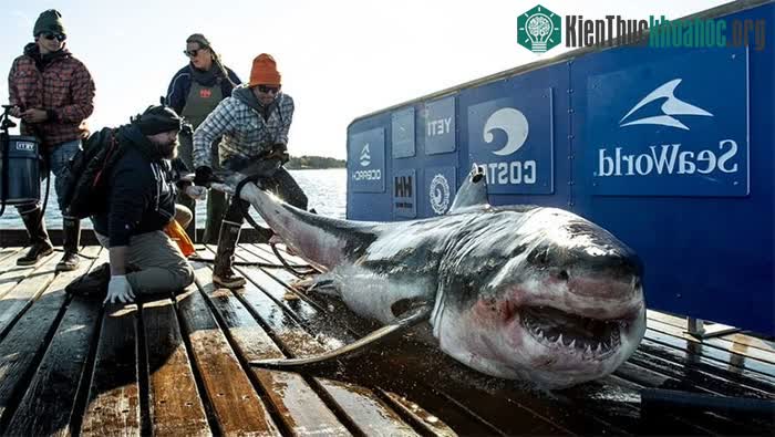 Ironbound được tổ chức phi lợi nhuận Ocearch gắn thẻ vào năm 2019