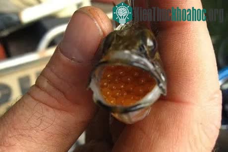 Bên trong miệng một con cá Mouth almighty đực không phải lúc nào cũng là con của chính nó.
