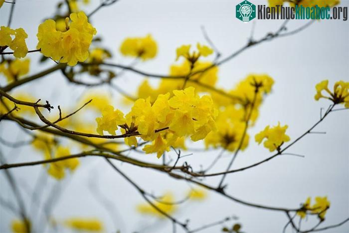 Vẻ đẹp nổi bật của cây phong linh hoa vàng.