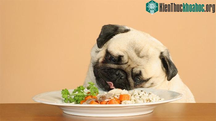 Hãy thường xuyên dẫn chúng tới bác sĩ thú y để được theo dõi sức khỏe.