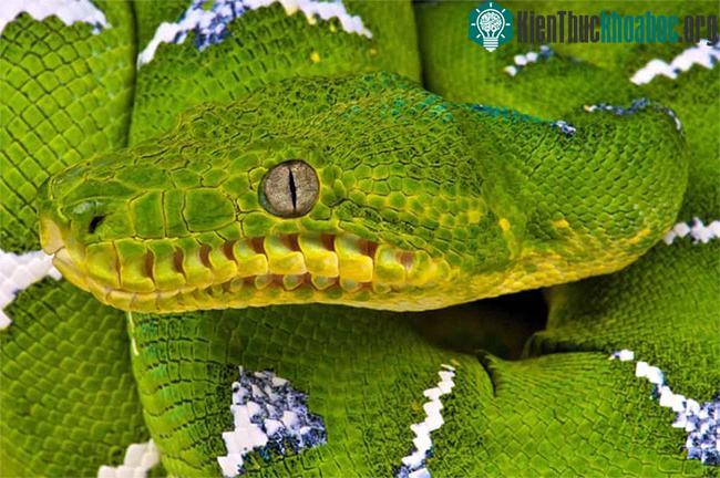 Con nưa có số lỗ mũi cực kỳ ấn tượng.