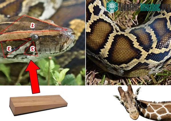 Dấu hiệu nhận biết trăn miến điện