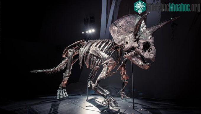 Bộ xương của Horridus hoàn chỉnh gần 85%.