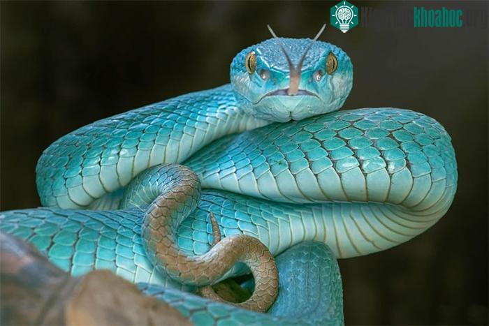 Tác giả nhấn mạnh vào chủ thể của bức ảnh, làm mờ gần như hoàn toàn nền phía sau.