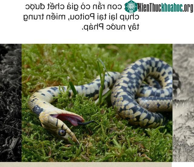 Rắn giả chết