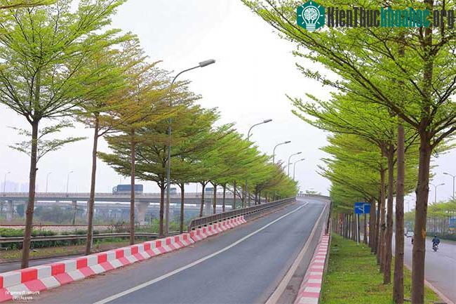 Những hàng cây với lá nhỏ, tán lá được chia theo từng tầng lớp