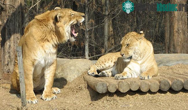 Sư hổ (Liger)