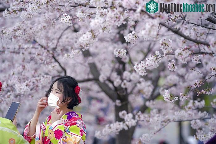Hoa anh đào ở Tokyo năm nay nở từ ngày 27/3, sớm hơn 4 ngày so với thường niên.
