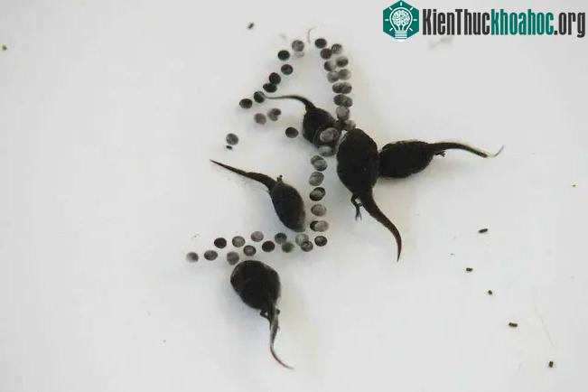 &nbsp;Quá trình nở khiến nòng nọc có biểu hiện thèm ăn thịt đồng loại