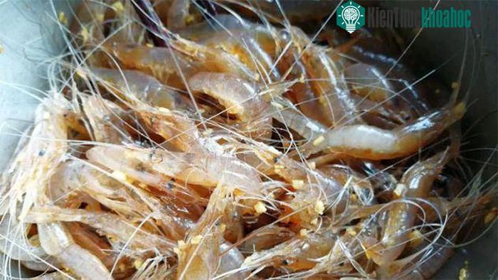 Để món ăn ngon nhất, người Trung Quốc thường chọn tôm he có kích thước nhỏ, vị ngọt thanh