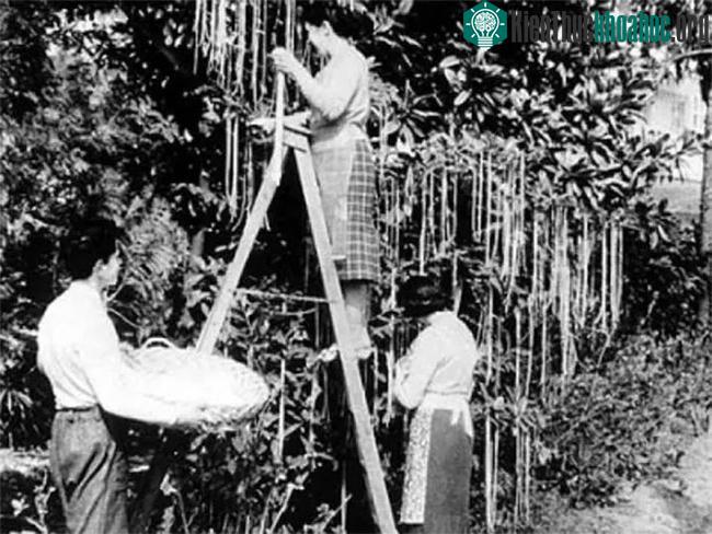 Mỳ ý mọc trên cây là một cú lừa ngày Cá tháng Tư khiến nhiều người cười đau bụng.