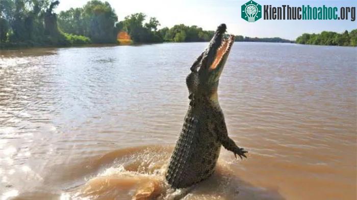 "Hòn đảo cá sấu" Ramee - Nơi thách thức những kẻ gan dạ nhất thế giới ảnh 1