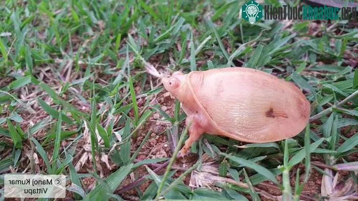 Chú rùa hiếm nổi bật trên bãi cỏ.