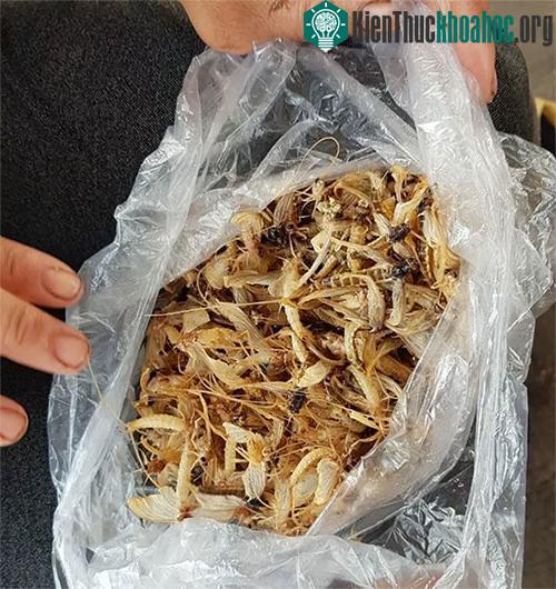 Một sớm đi hớt vật vờ của một phụ nữ làng chài.
