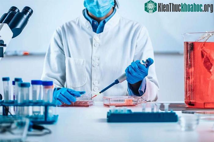 Kỳ lạ cây thuốc lá giúp sản xuất thịt nhân tạo ít tốn kém hơn ảnh 1