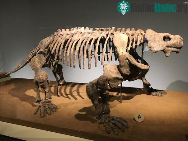 Bradysaurus